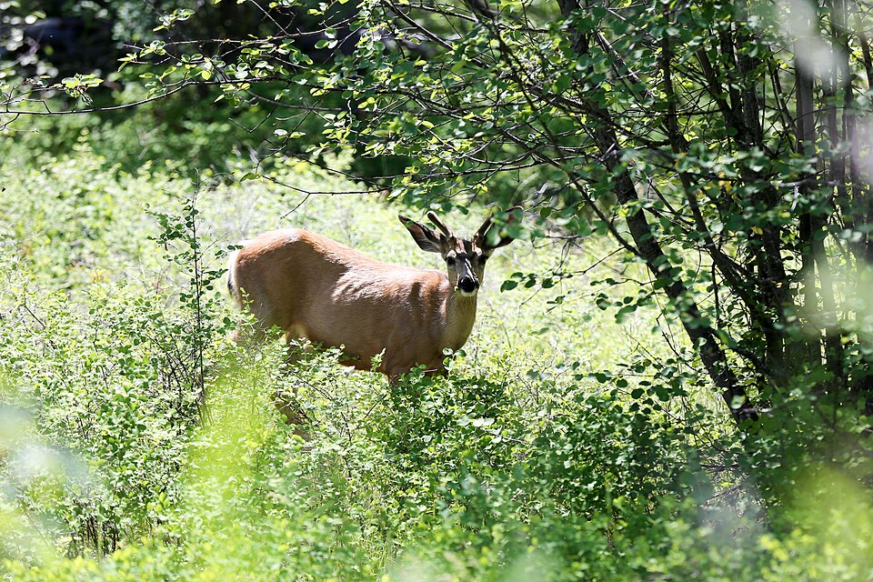 2019-06 Kalamalka Lake Provincial Park (19) Maultierhirsch