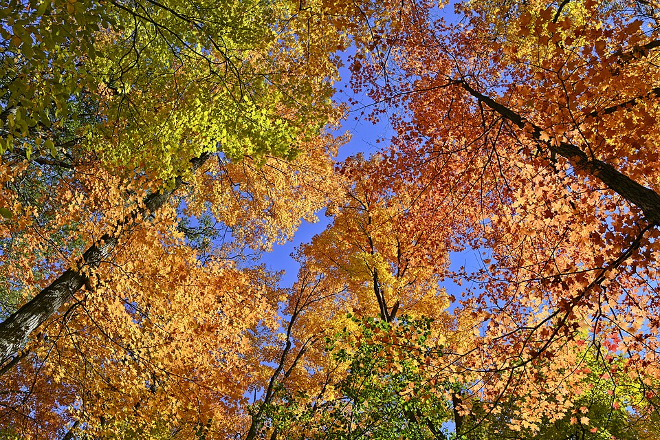 Forest Canopy Heart Lake Conservation Area Ontario