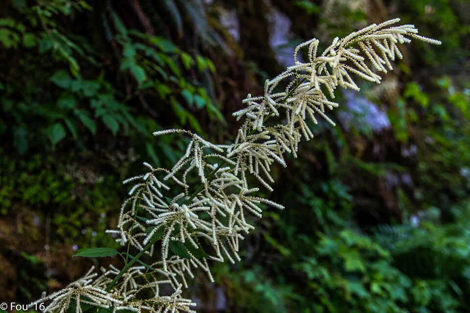 A hike in the Tunnels area of the Coquihalla Canyon - (28022053024)
