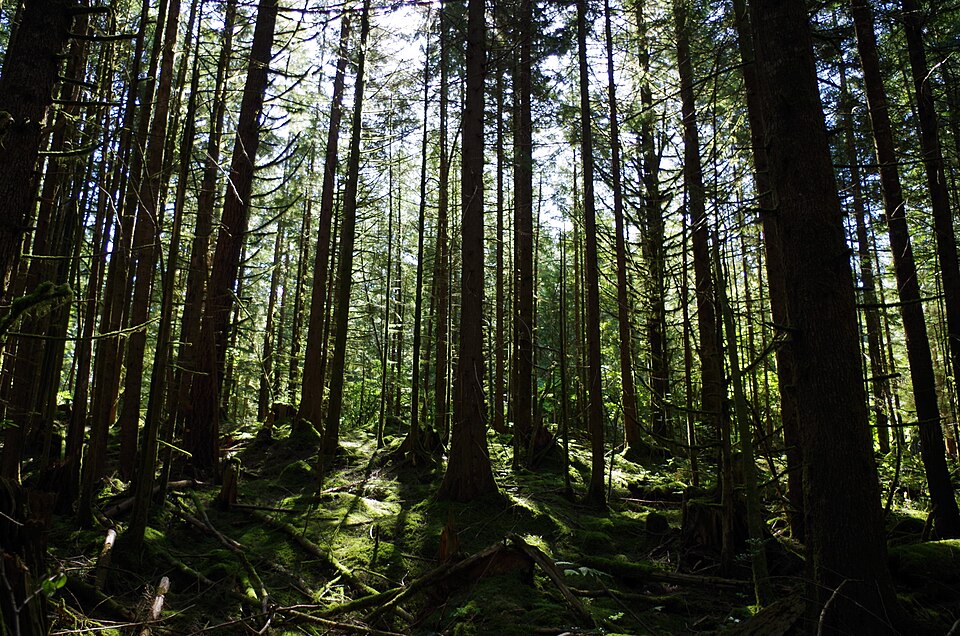 Near hiking trail at Rolley Lake campground