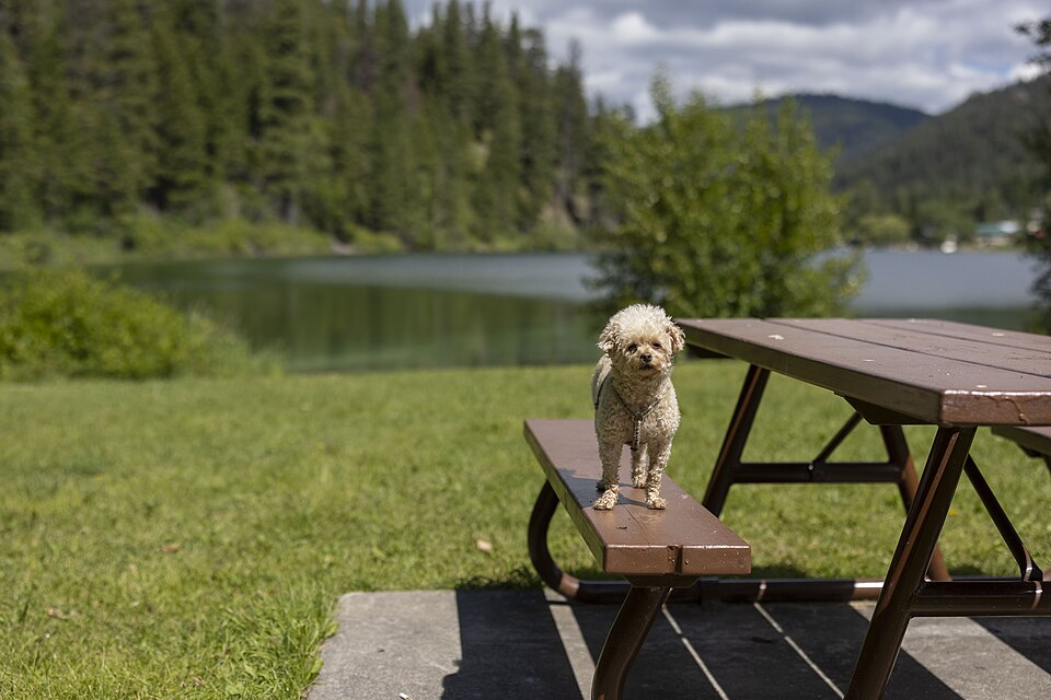 Allison Lake Provincial Park, July 10th, 2022 (52207408457)