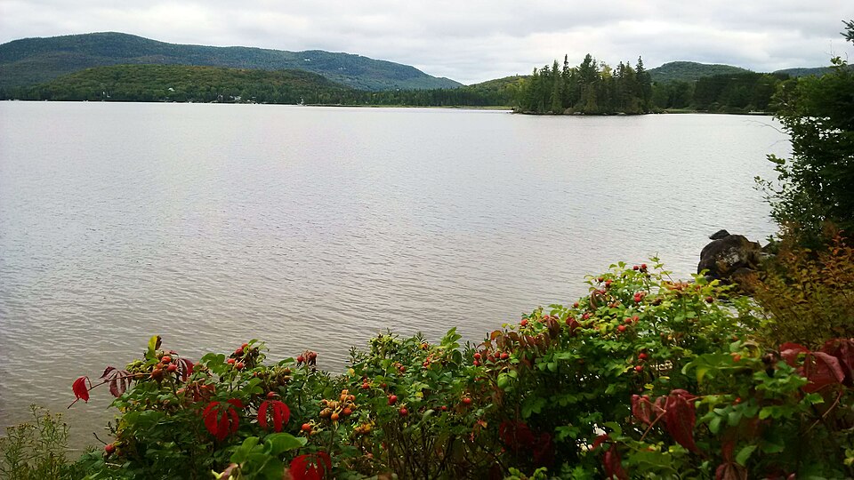 Lac Archambault, rosiers et vignes sur bord de lac.