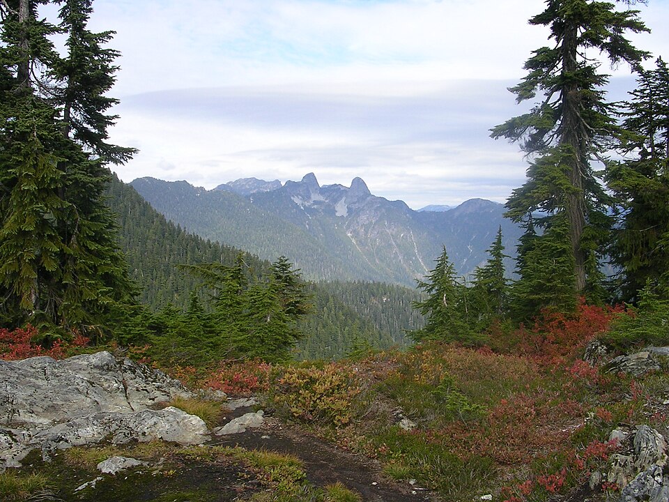 Hollyburn Mountain Trail