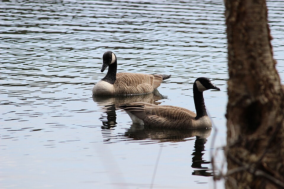 Bernaches du Canada(2) - Lac Gale, Bromont