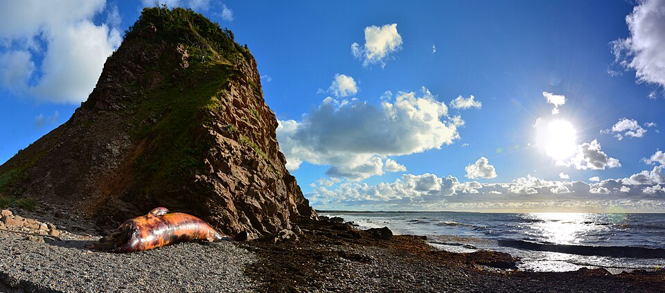 Cape Breton Highlands beached dead whale