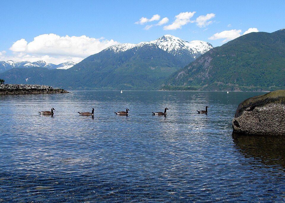 PorteauCovePP-geese1