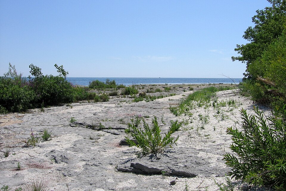 Shore, with Fossils