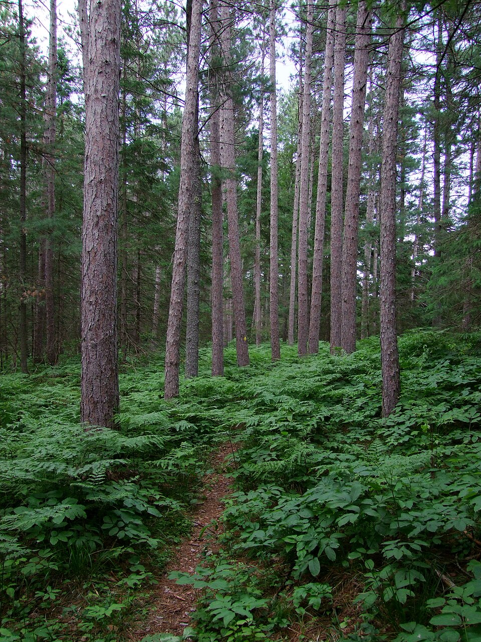 Petroglyphs Forest