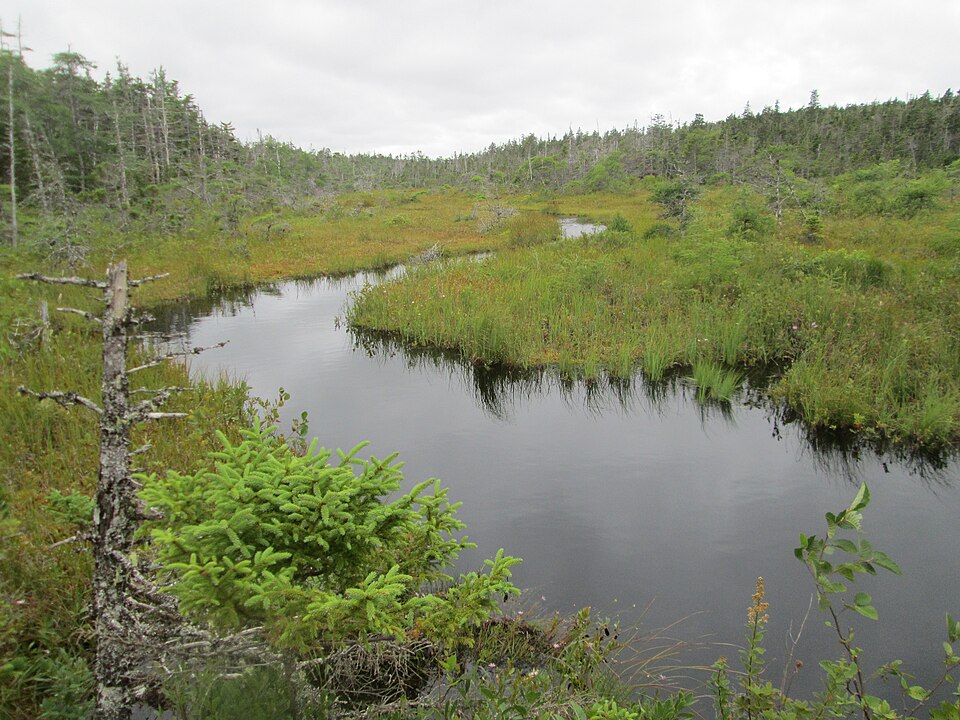 Gabarus Wildnerness Area, Cape Breton, NS (29293395091)