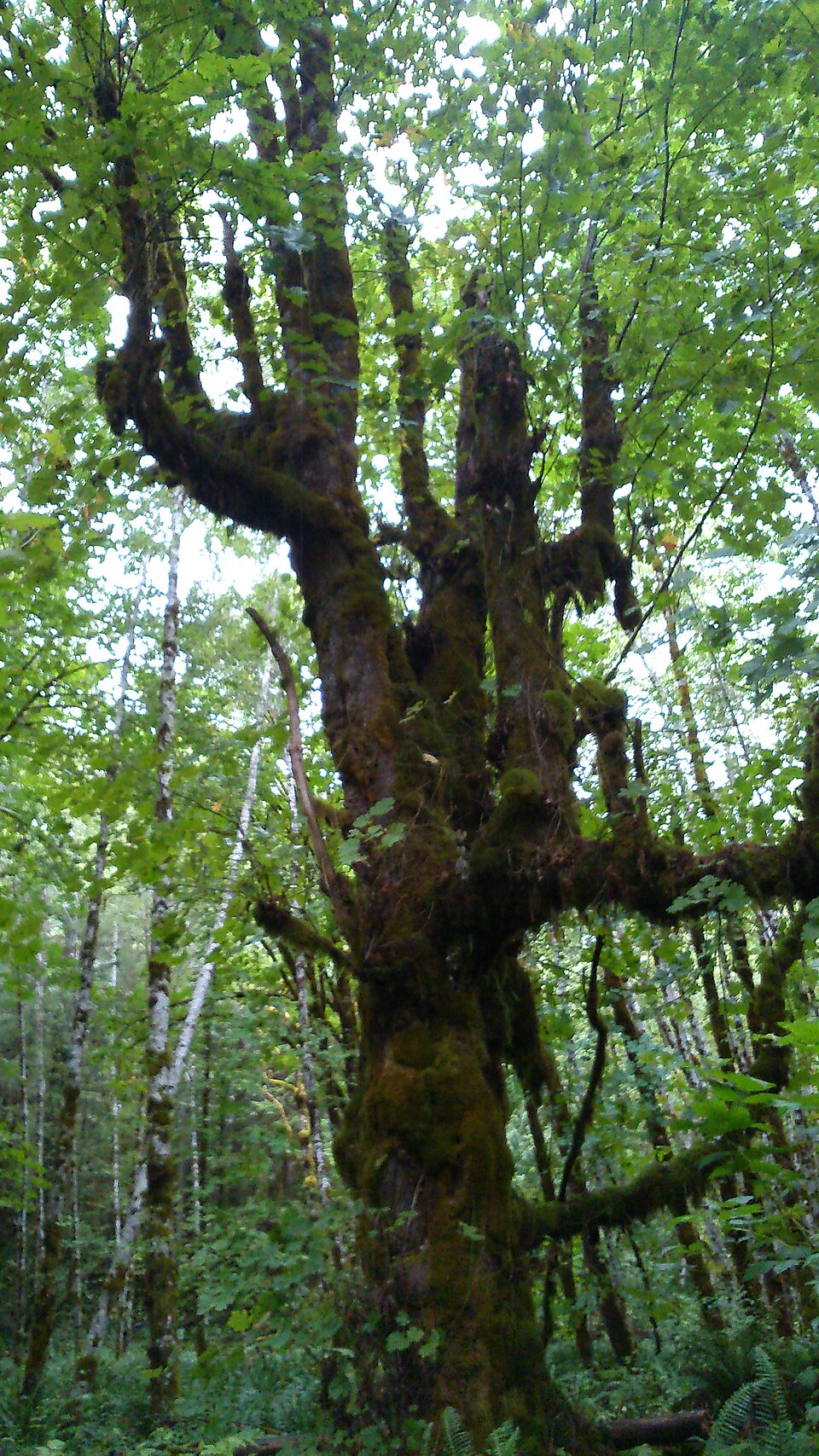Big broadleaf maple in Fossli Park covered in moss