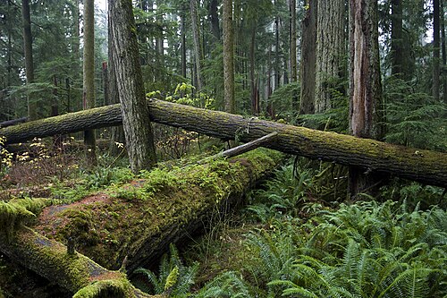 Cathedral Grove 2006