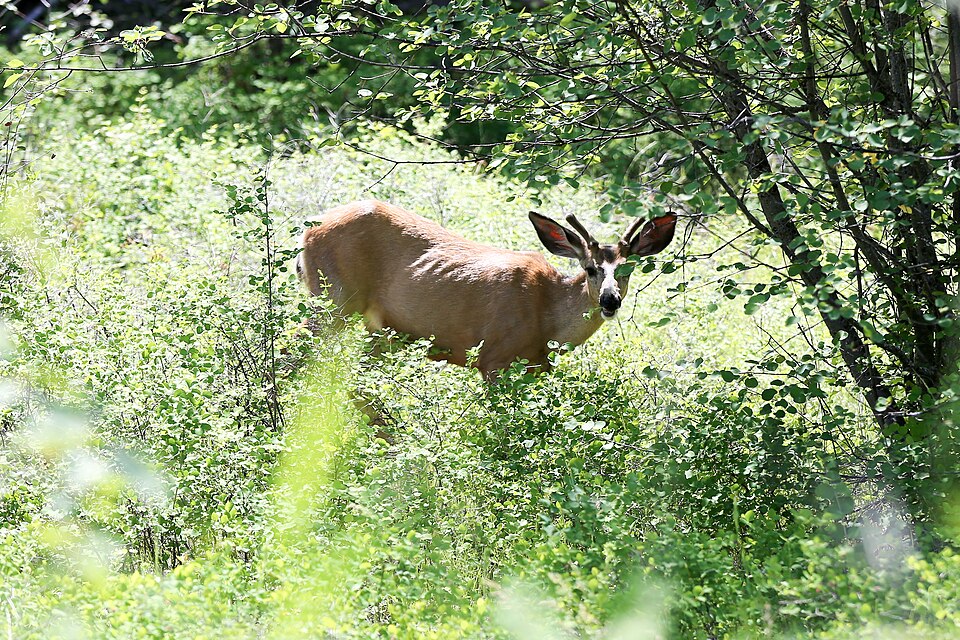 2019-06 Kalamalka Lake Provincial Park (18) Maultierhirsch
