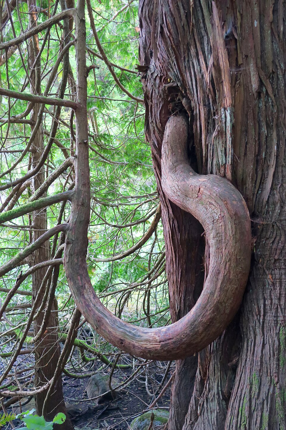 Smuggler Cove Marine Provincial Park 04