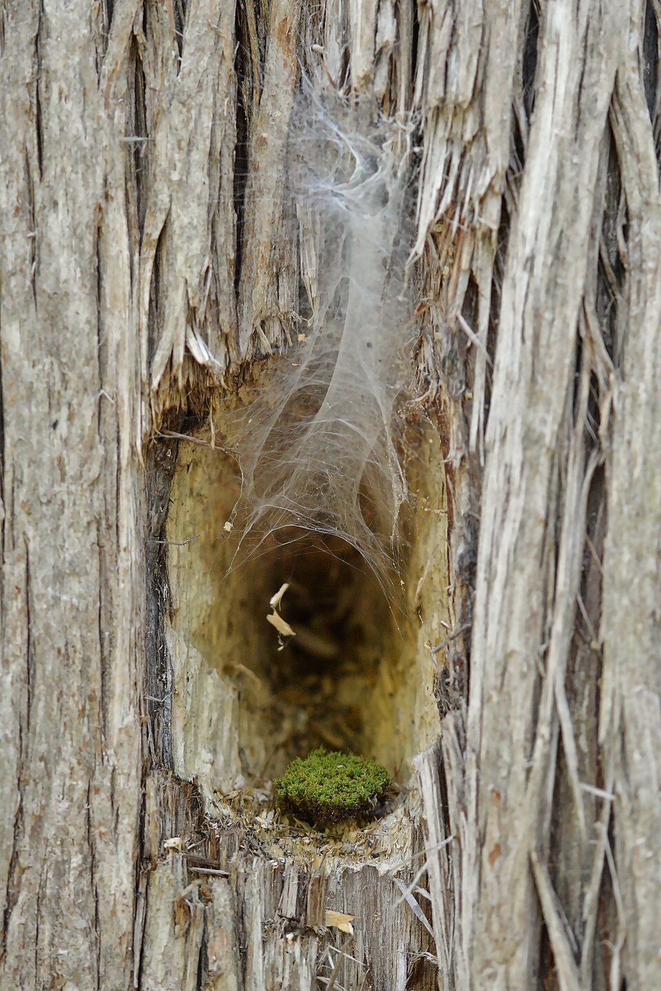 Cavity in Tree - MacGregor Point Provincial Park