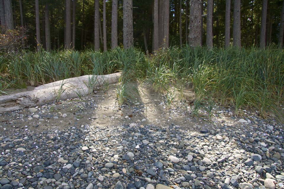 Rathtrevor Beach Provincial Park (5108813946)