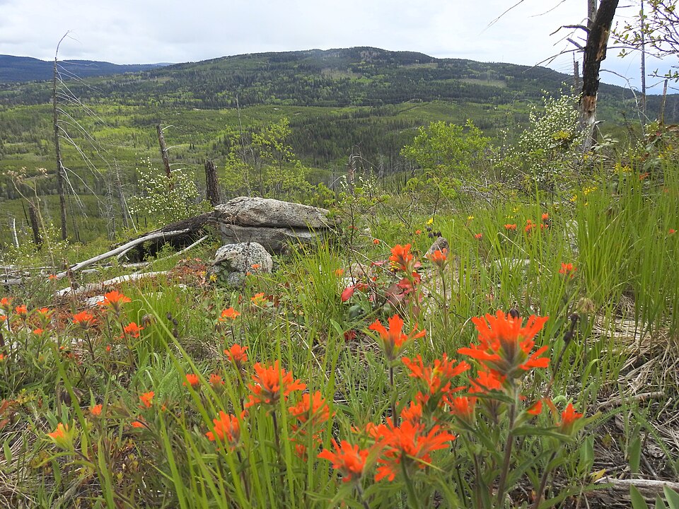Okanagan Mountain Provincial Park View