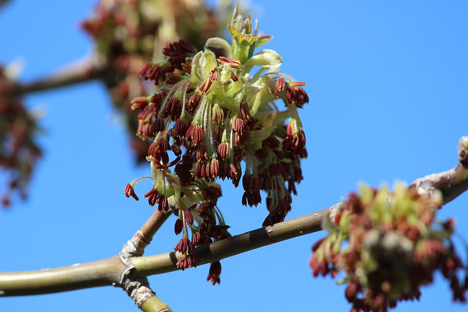 Bourgeons en avril au lac Boivin