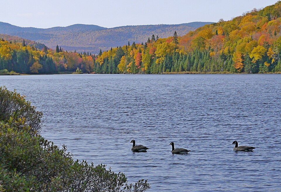 Canards au lac Monroe