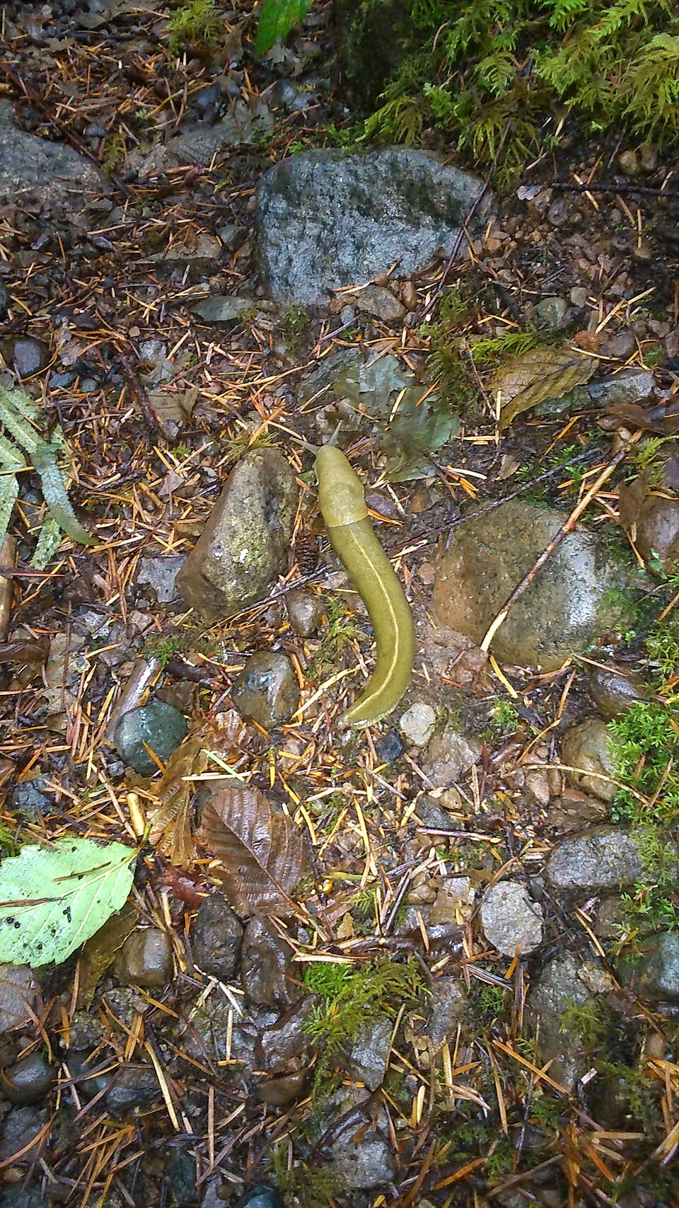 Banana slug in Fossli Provincial Park