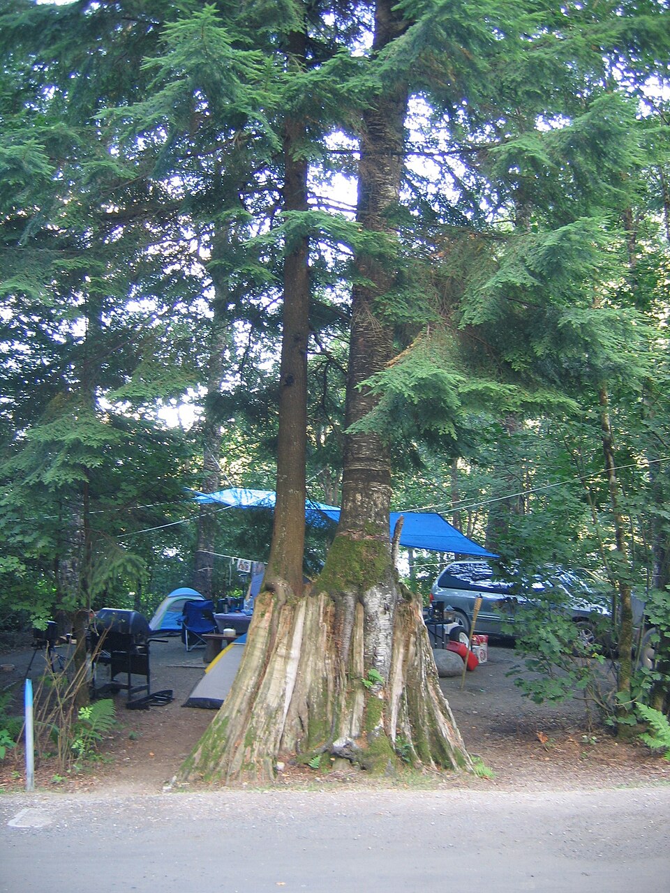 Tree at Deer Lake - panoramio