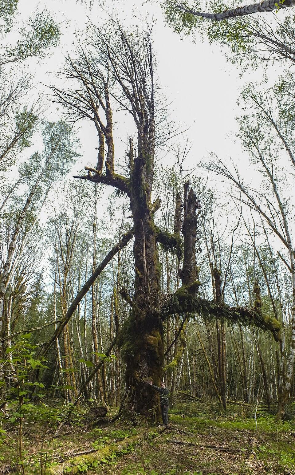 Big Maple at Fossli Park (7209306042)