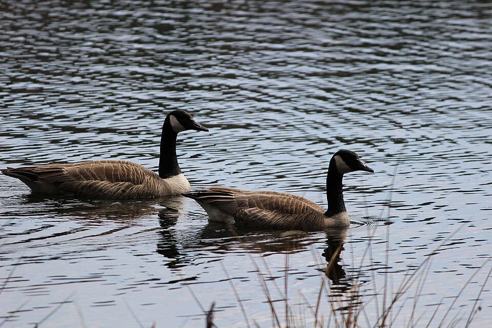 Bernaches du Canada - Lac Gale, Bromont