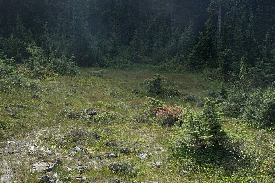 Forest opening