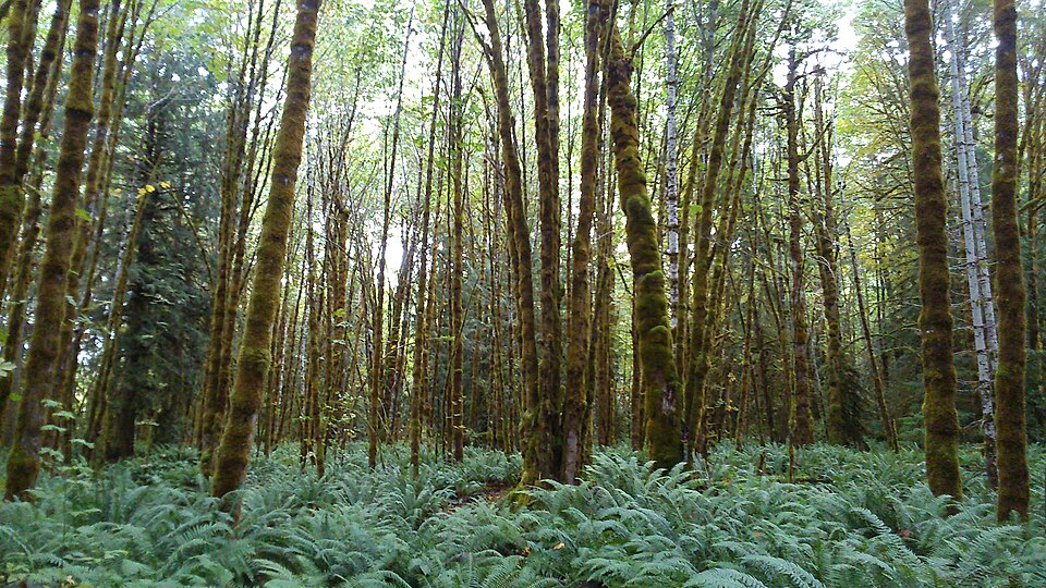 Alders in Fossli Provincial Park