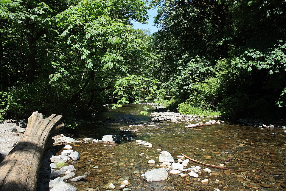 Goldstream IMG 1434 (8955580019)