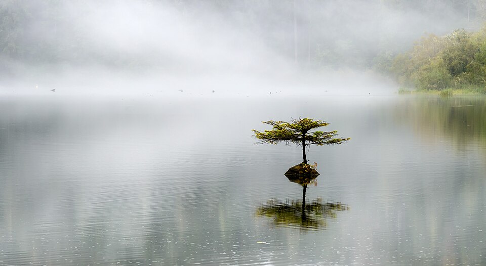 Lonely tree at Fairy lake