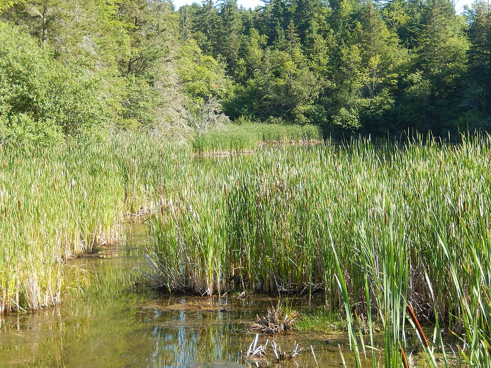 Chignecto National Wildlife Area 02